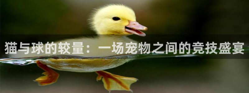 jn江南·体育网页版：猫与球的较量：一场宠物之间的竞技盛宴