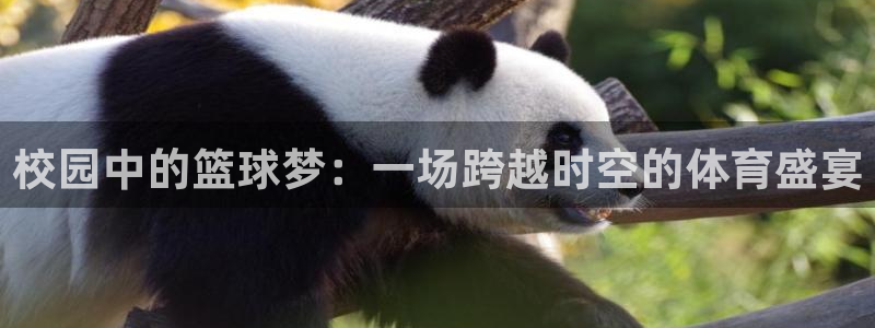 江南jn体育网页版：校园中的篮球梦：一场跨越时空的体育盛宴